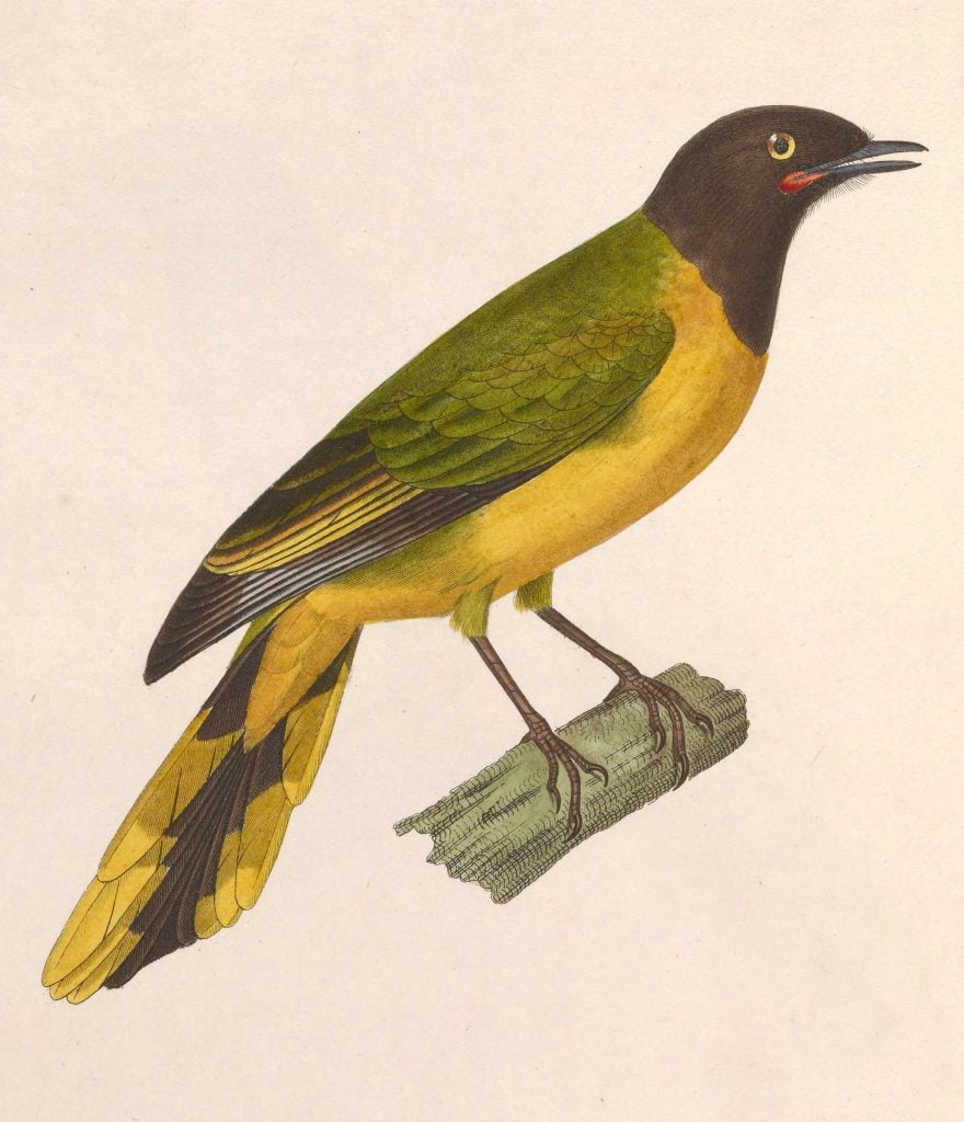 Lobotos lobatus (Western Wattled Cuckooshrike) - female