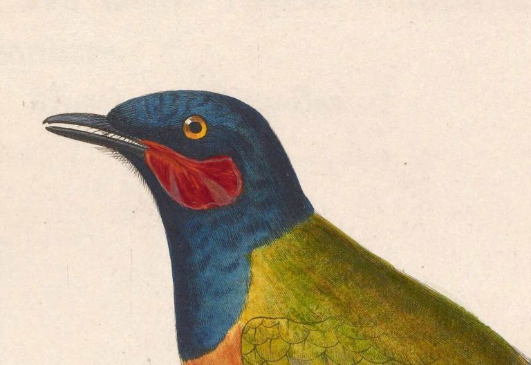 Lobotos lobatus (Western Wattled Cuckooshrike) - male