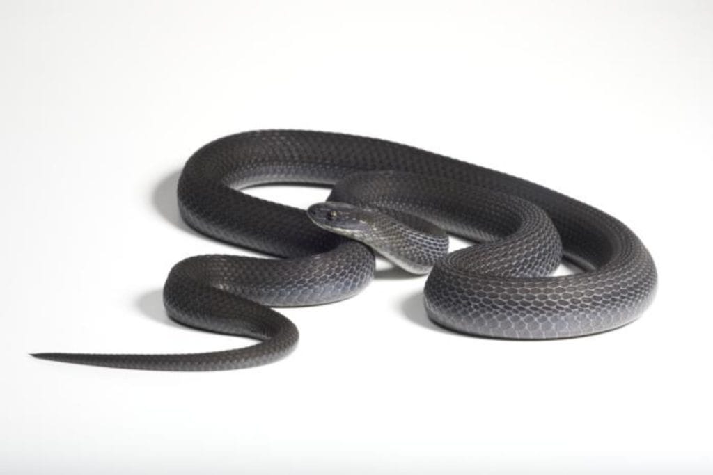 Dasypeltis albigularis