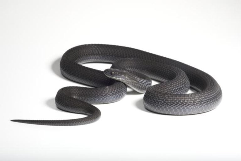 Dasypeltis albigularis