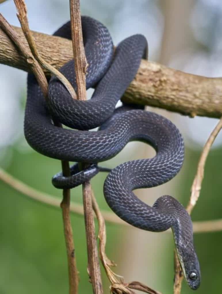 Male Dasypeltis albigularis