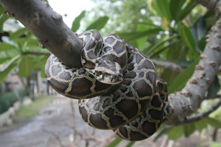 8,080 Pounds of Pythons Pulled From the Everglades, and They Weren't Just Any Snakes