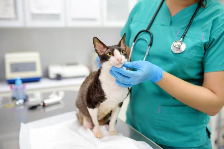 This Unexpected Role Your Cat Could Play In The Fight Against Cancer