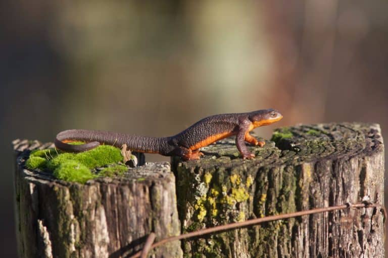 "This “giant slimy salamander” hides secrets scientists are only just discovering "