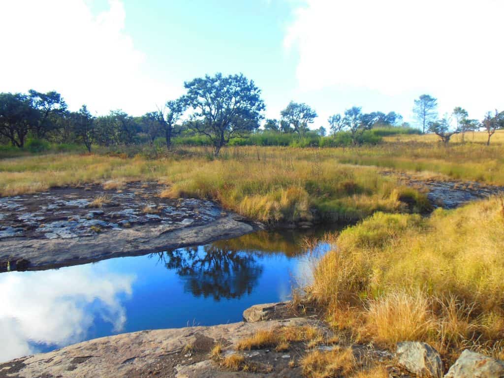The picture was taken in the Phawngpui National Park, Mizoram, India.