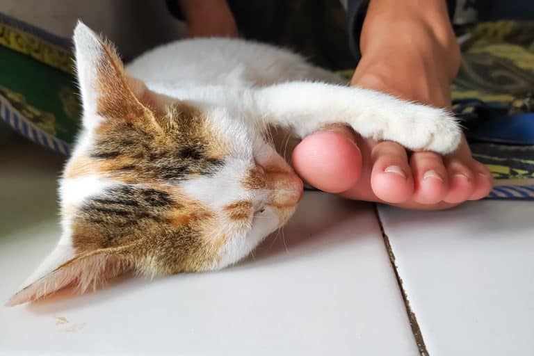 "Here’s why your cat insists on sleeping at your feet every night "