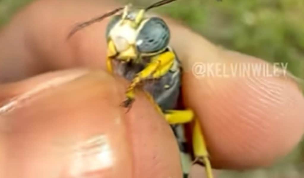 Horse guard wasp