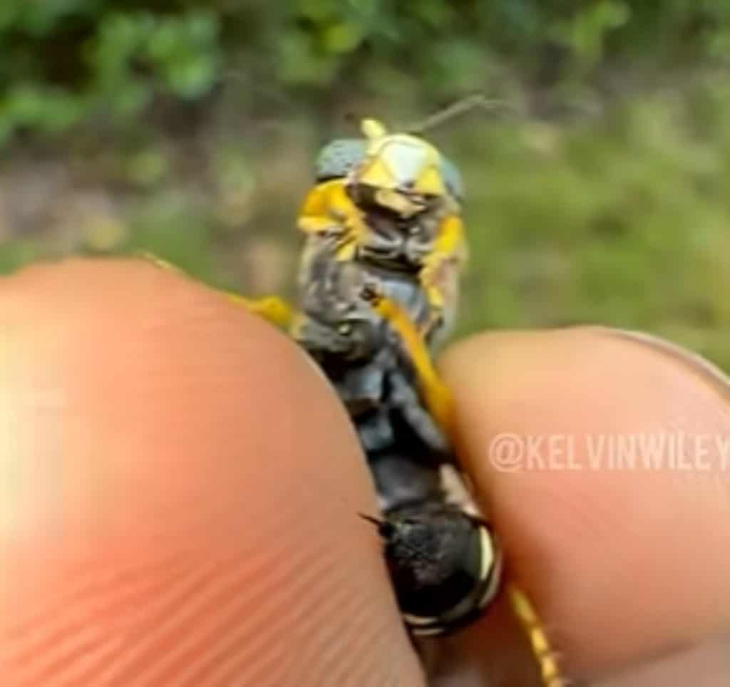 Horse guard wasp