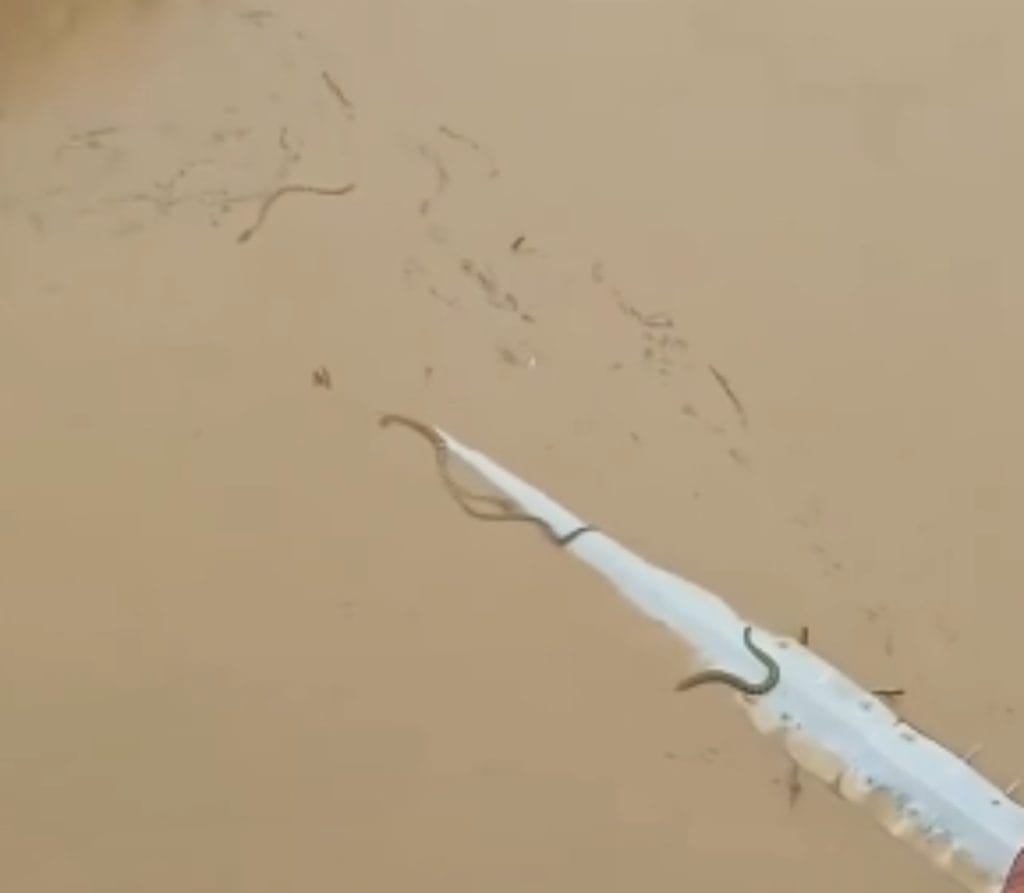 Snakes in floodwaters in southern China