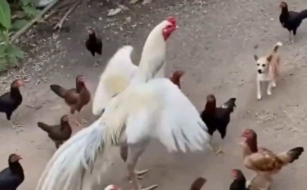 Indio gigante chicken