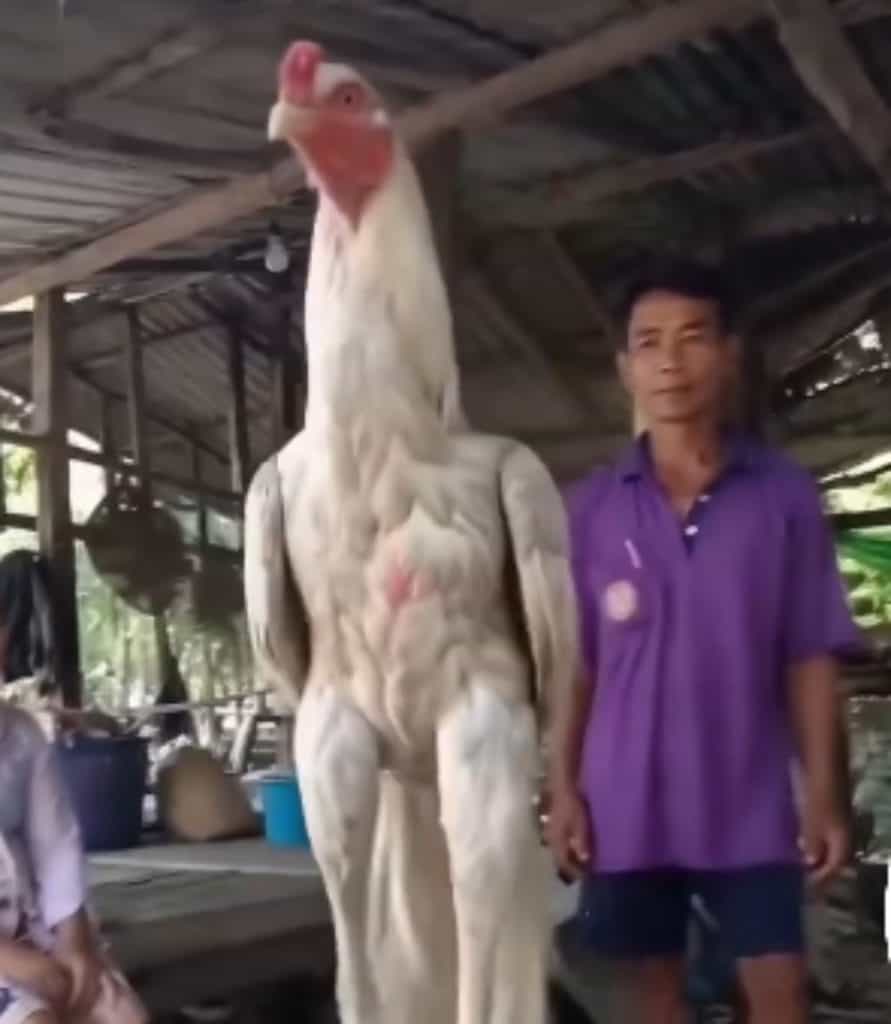 Indio Gigante chicken