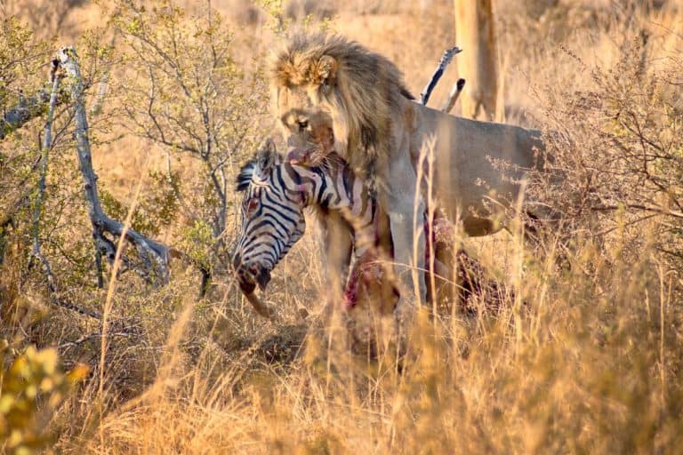 This lion lost a leg and an eye, and he's still hunting on his own today