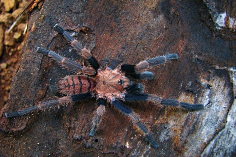 One of the largest spiders in the world remains largely unstudied