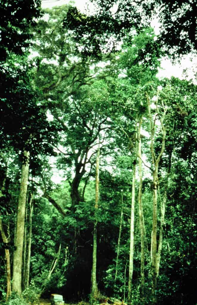 The Tai National Park in Ivory Coast is the endangered last remaining West African primary rain forst and an UNESCO Natural World Heritage Site since 1982. The trees reach a remarkable dimension: compare the Landrover at the bottom of the image. Tai Natonal Park is the only habitat of Amorphophallus barthlottii.
