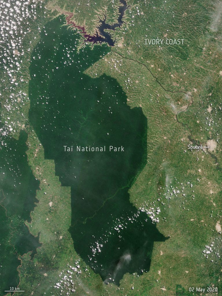 Ta&iuml; National Park is a national park in the Ivory Coast that contains one of the last areas of primary rainforest in West Africa. In recent years, the cultivation of cocoa has led to the loss of vast tracts of forested areas in Ivory Coast and Ghana &ndash; the largest producers of cocoa in the world.