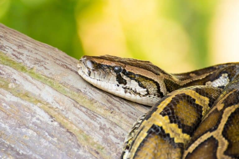 This Colossal Python Just Shattered The Record For Longest Wild Snake Ever Found