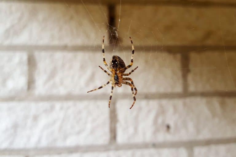 The shocking truth about how long house spiders really live in your home