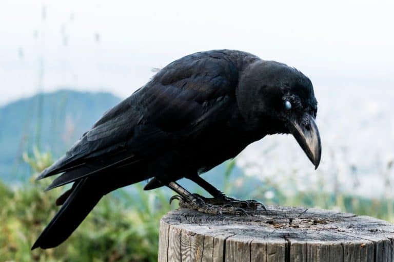 Smarter Than Most Humans? What Scientists Just Discovered About Crows