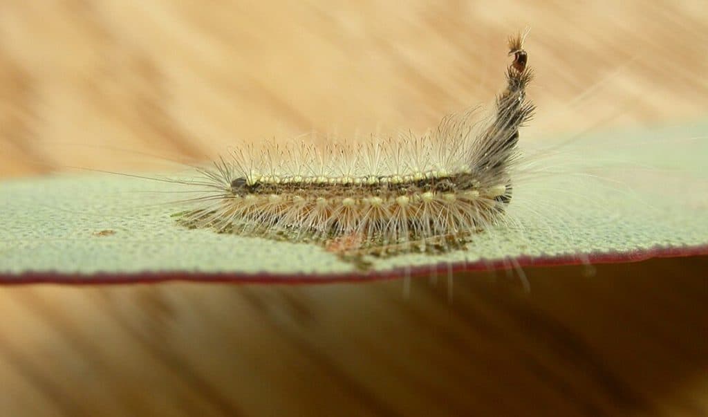 Gum leaf skeletonizer