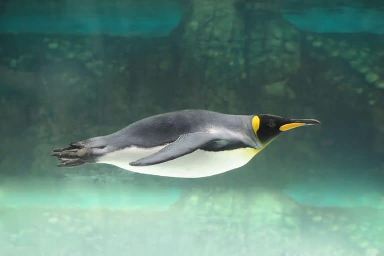 This Bird Dives 564 Meters Without Breathing: Scientists Discovered How It Survives