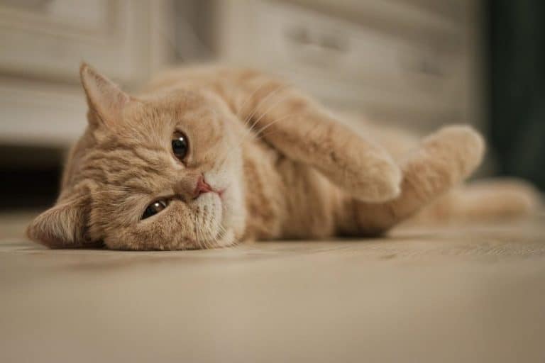Cats purr with a broken leg, and researchers finally worked out the reason