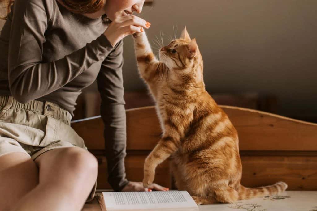 The Weird Sound Experts Say Will Instantly Grab Your Cat’s Attention