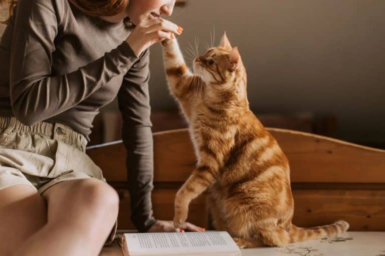 The Weird Sound Experts Say Will Instantly Grab Your Cat’s Attention