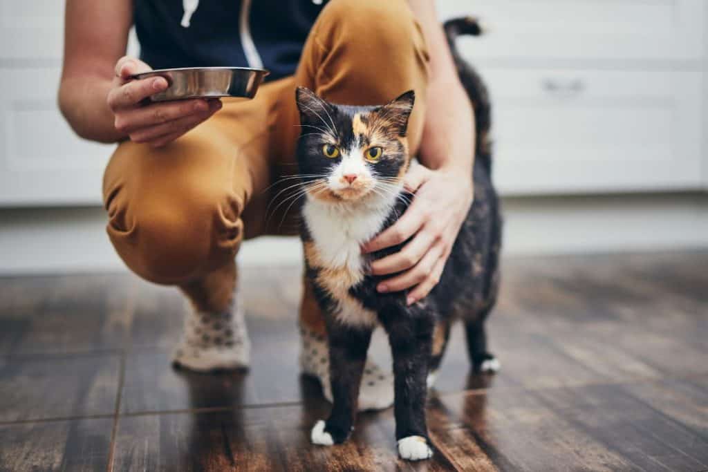 Would your cat still remember you after years of being apart from you?