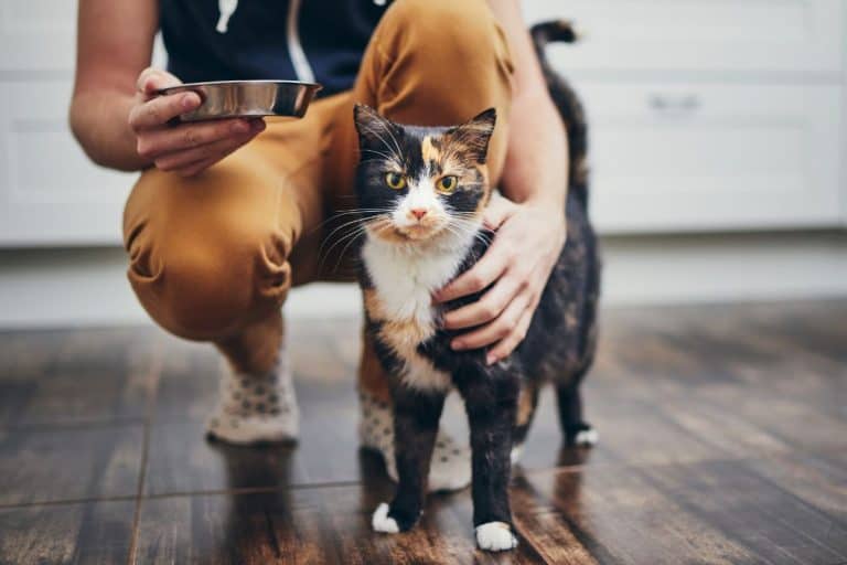 Would your cat still remember you after years of being apart from you?