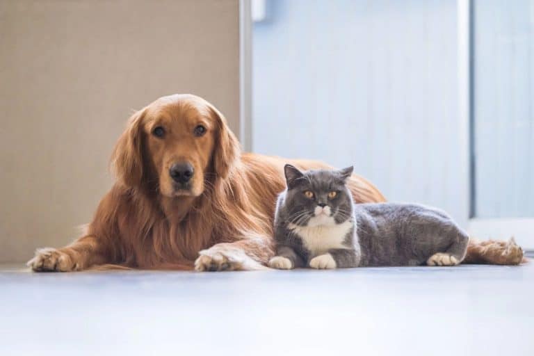 How Old Is Your Pet Really? The Answer Will Leave You Speechless
