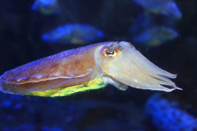 A researcher says her cuttlefish recognize her after years of contact