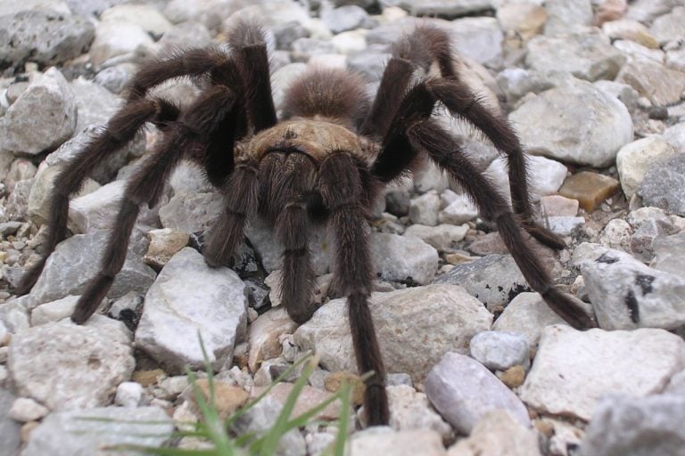 It's not a migration: what Colorado's tarantulas are really doing each fall
