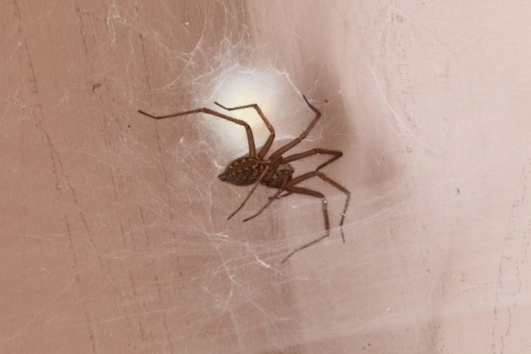 Carrying a spider outside feels kind, and it's often a mistake instead