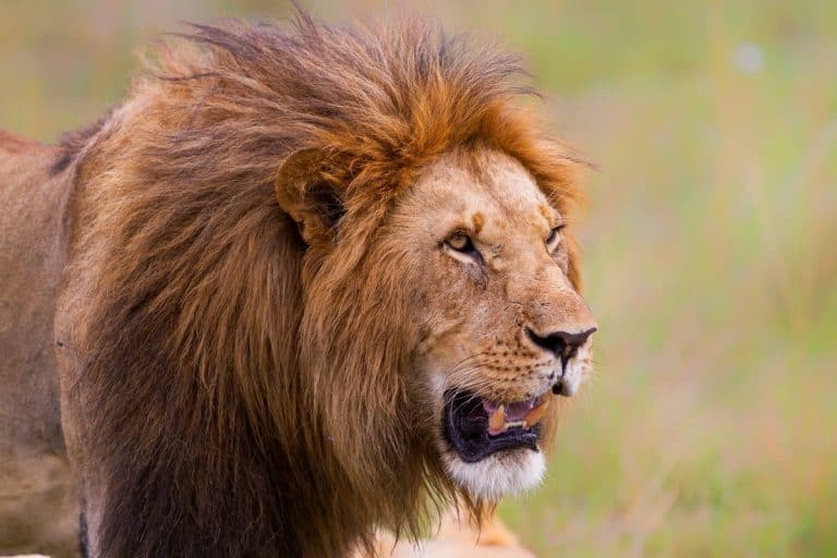 Lion