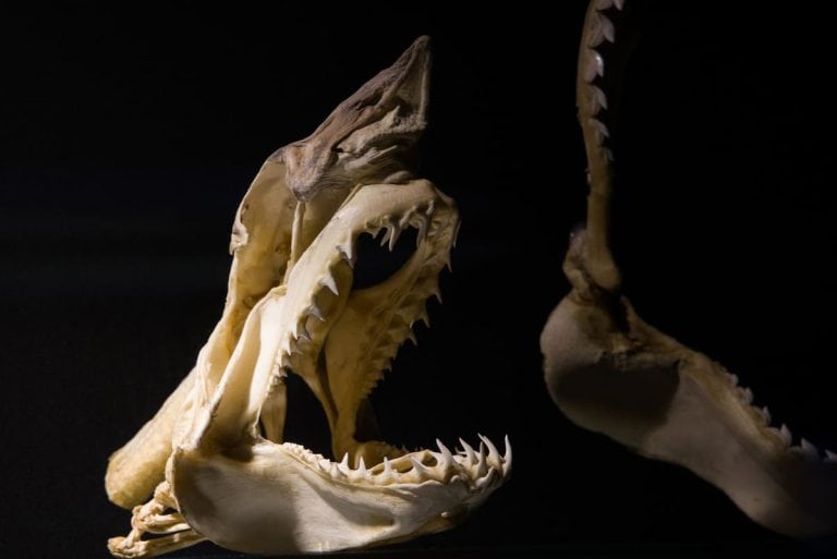 Prehistoric Sharks