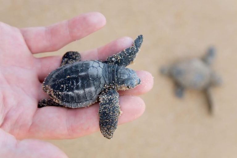 Baby Turtle