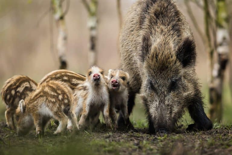 Feral Hogs