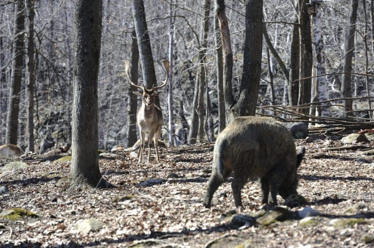 Feral Hogs