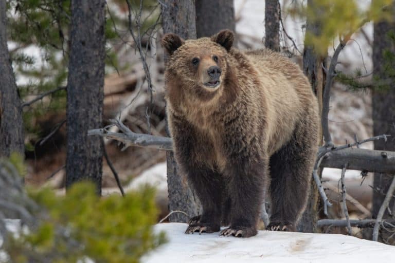 Bear