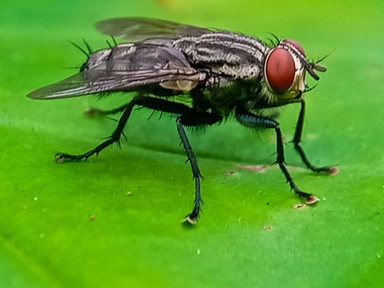 Parasite