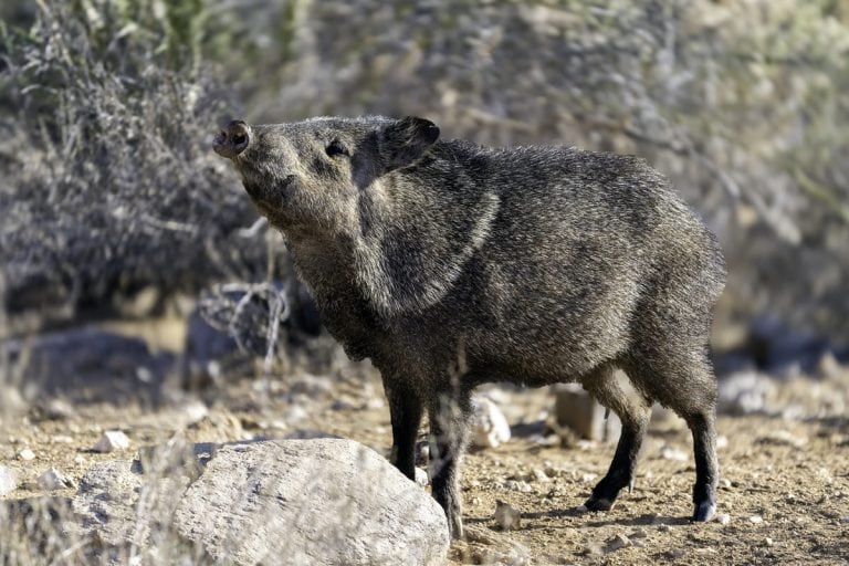 Hogs