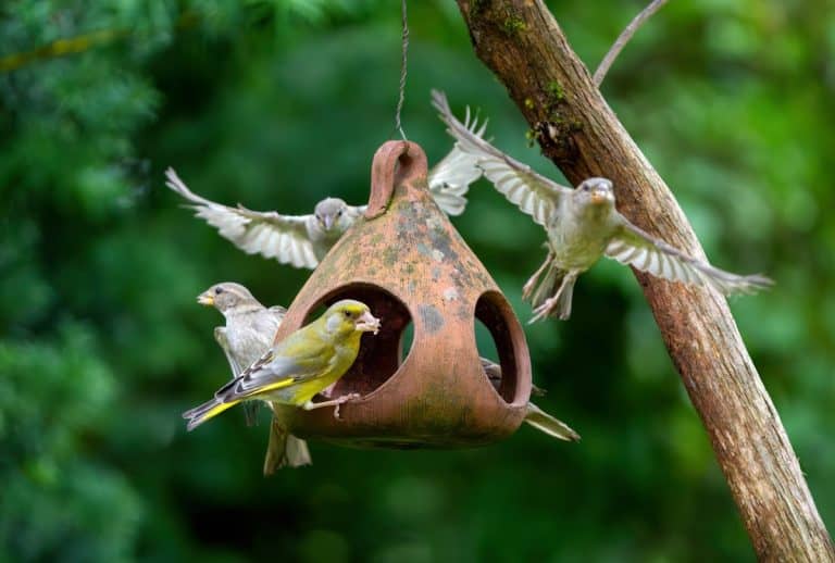 Birds
