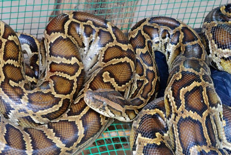 Pythons