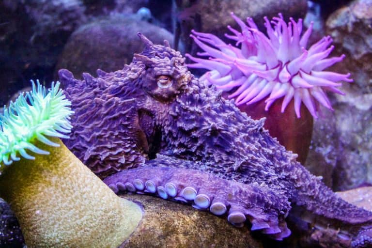 Octopuses