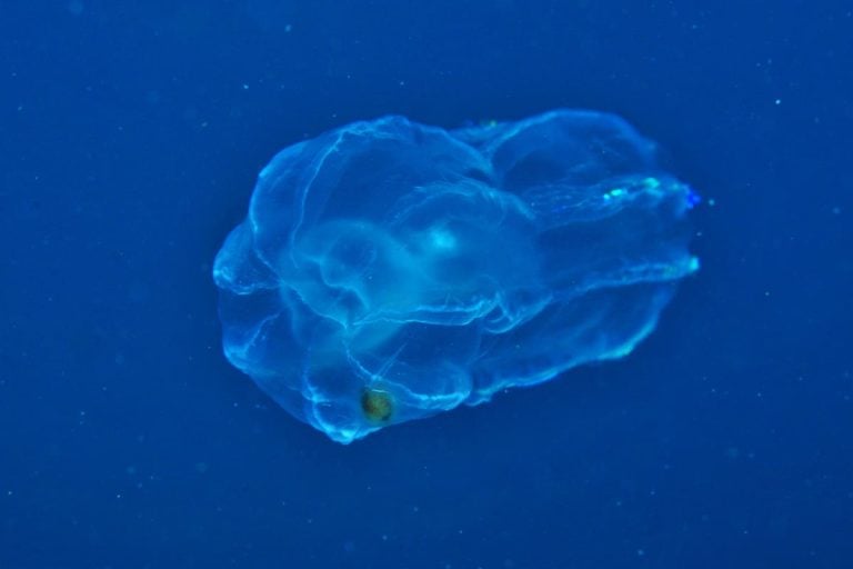 Unknown Marine Species