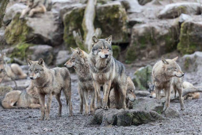 Wolves