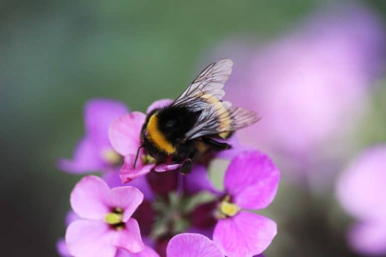 Did you know what a bumblebee can remember with such a tiny brain?