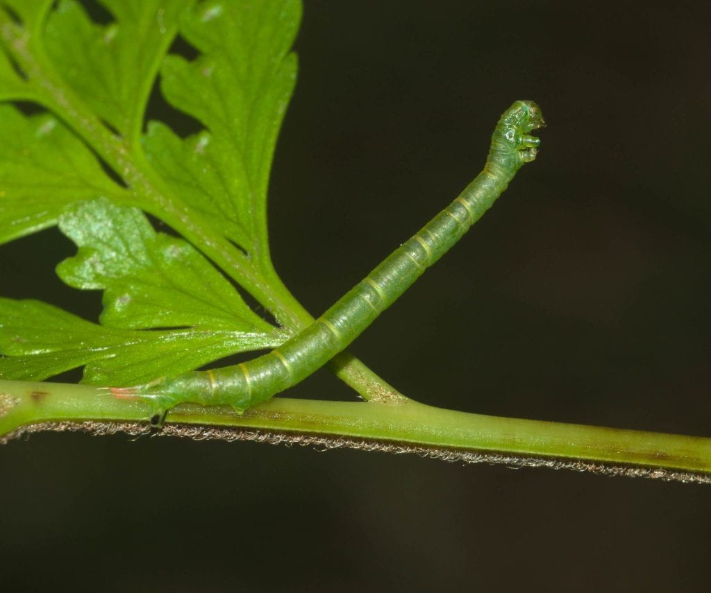 Eupithecia orichloris