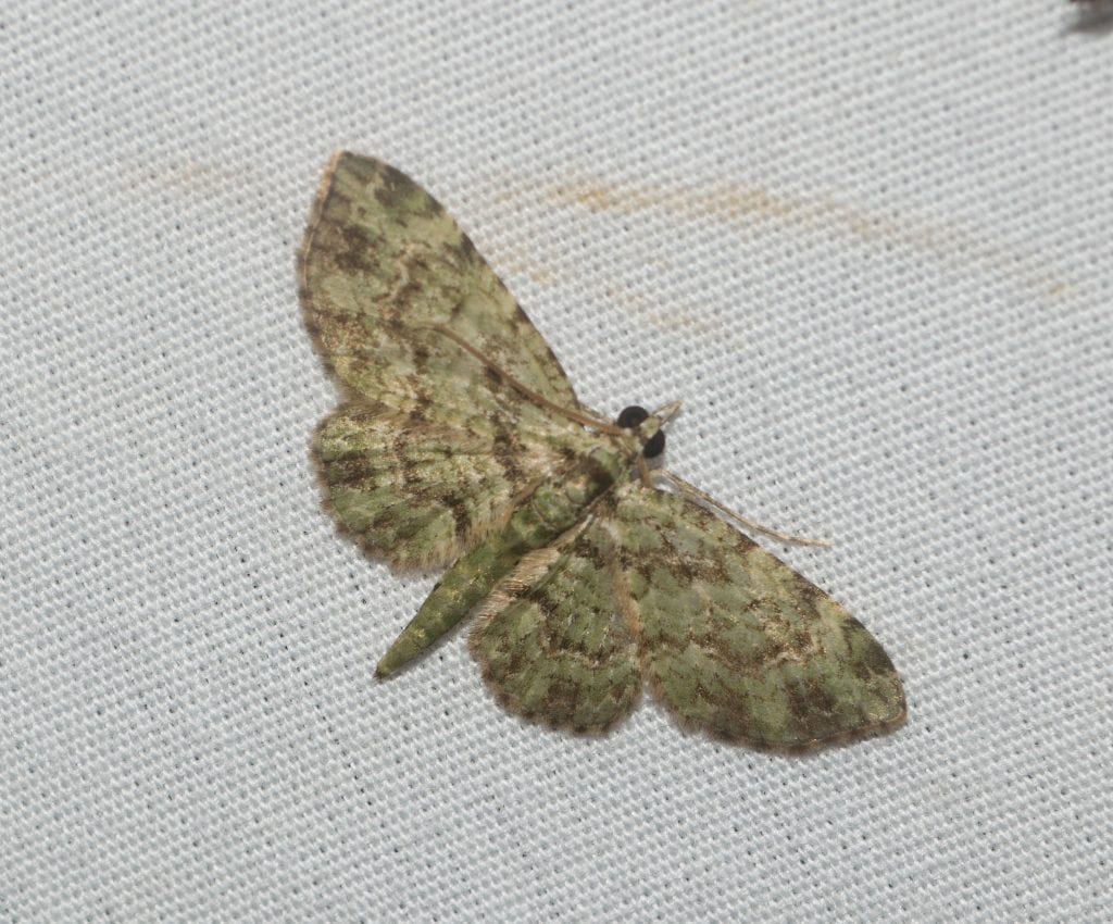 Eupithecia orichloris
