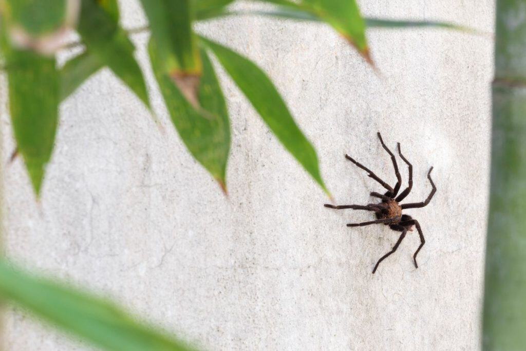 Did you know male tarantulas knock on a female's burrow before mating?